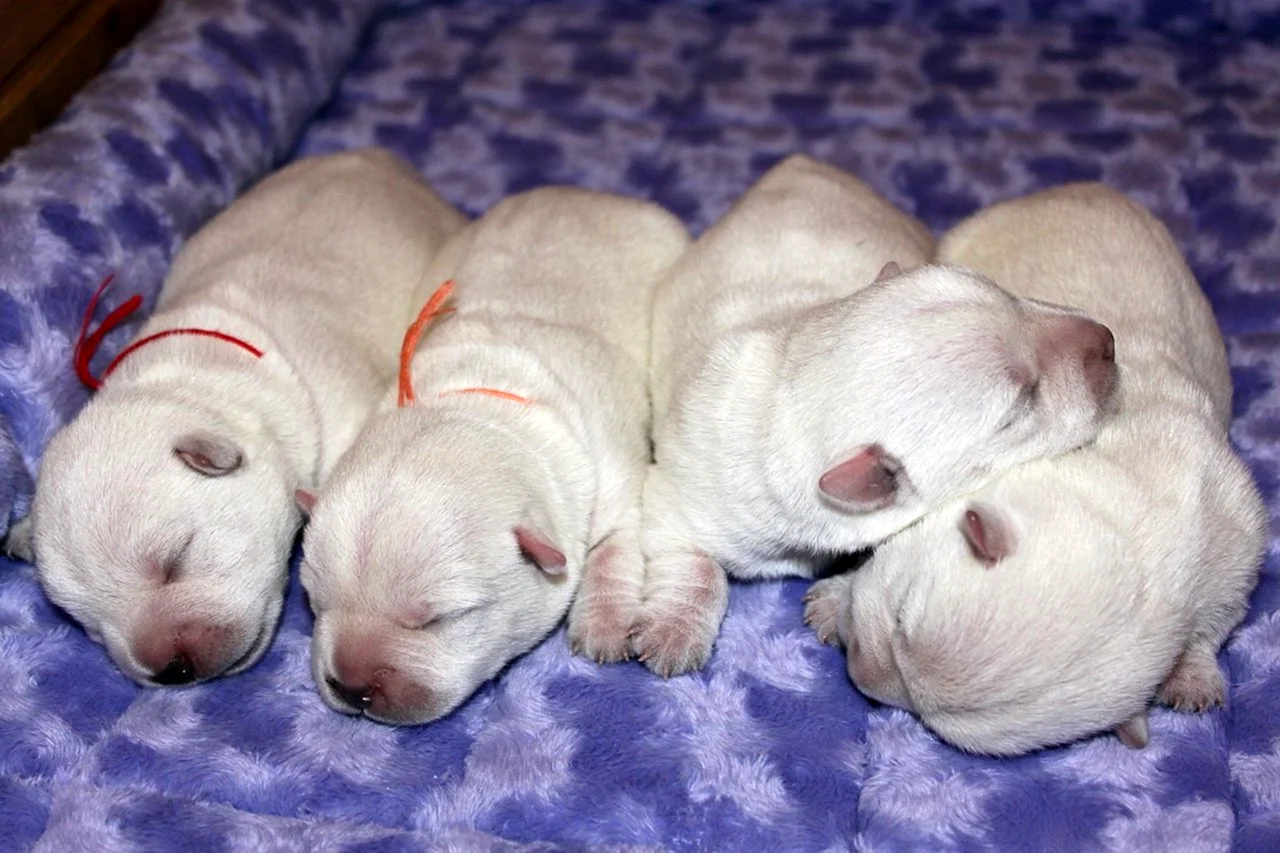 Белые щенки новорождённые