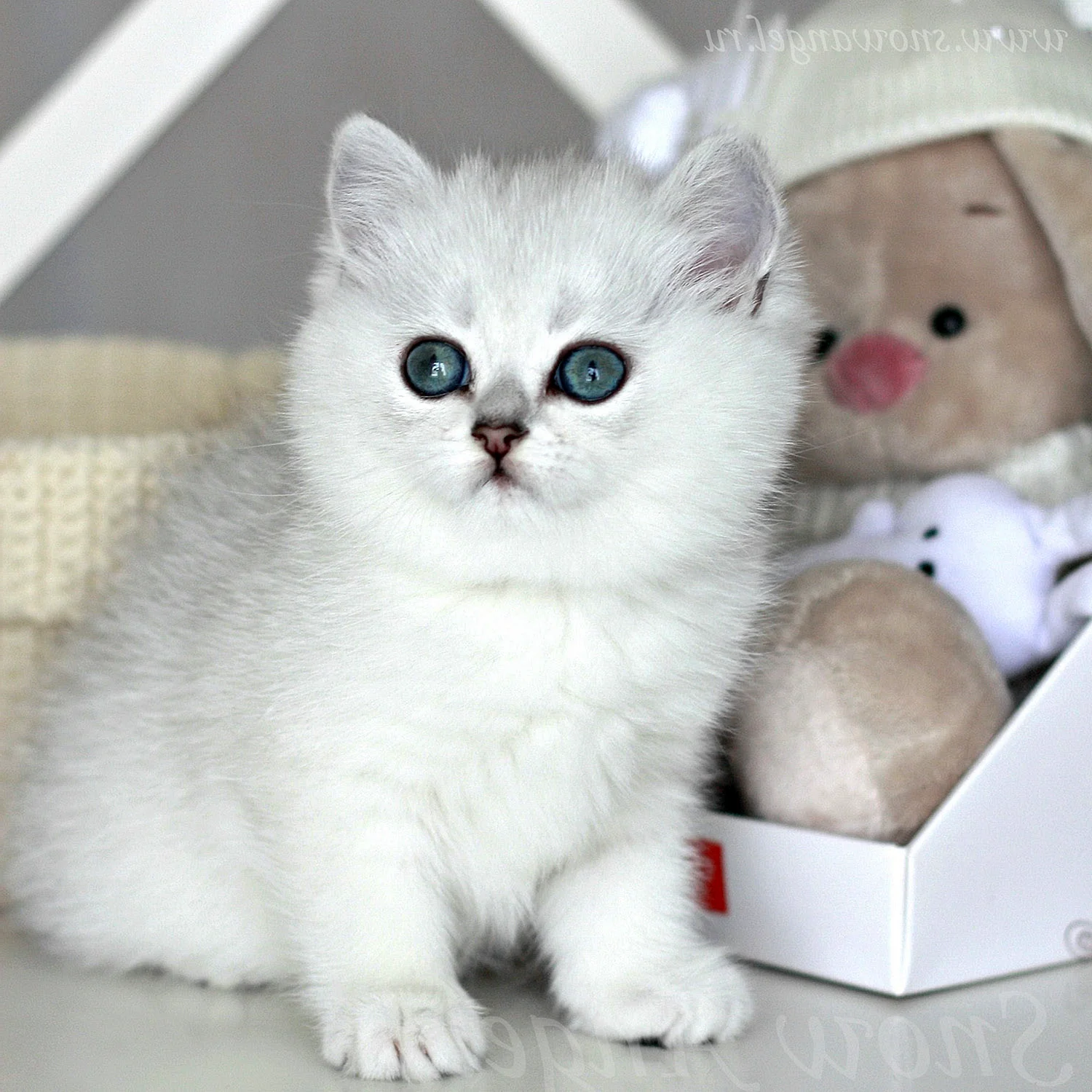 Белые шиншиллы котята