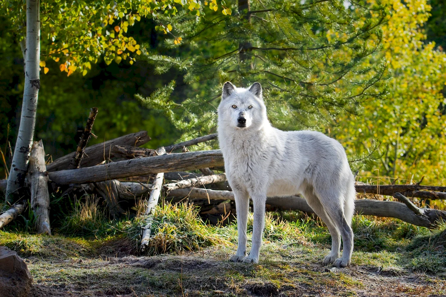 Белый Аляскинский волка
