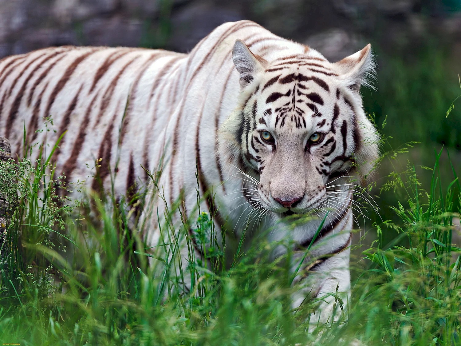 Белый бенгальский тигр
