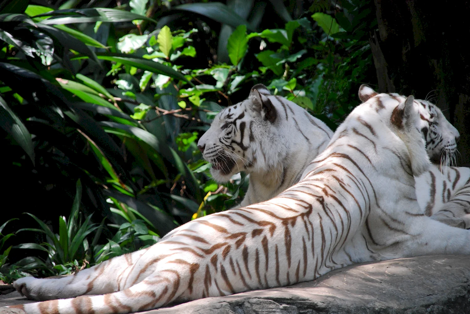 Белый бенгальский тигр LIFEGLOBE