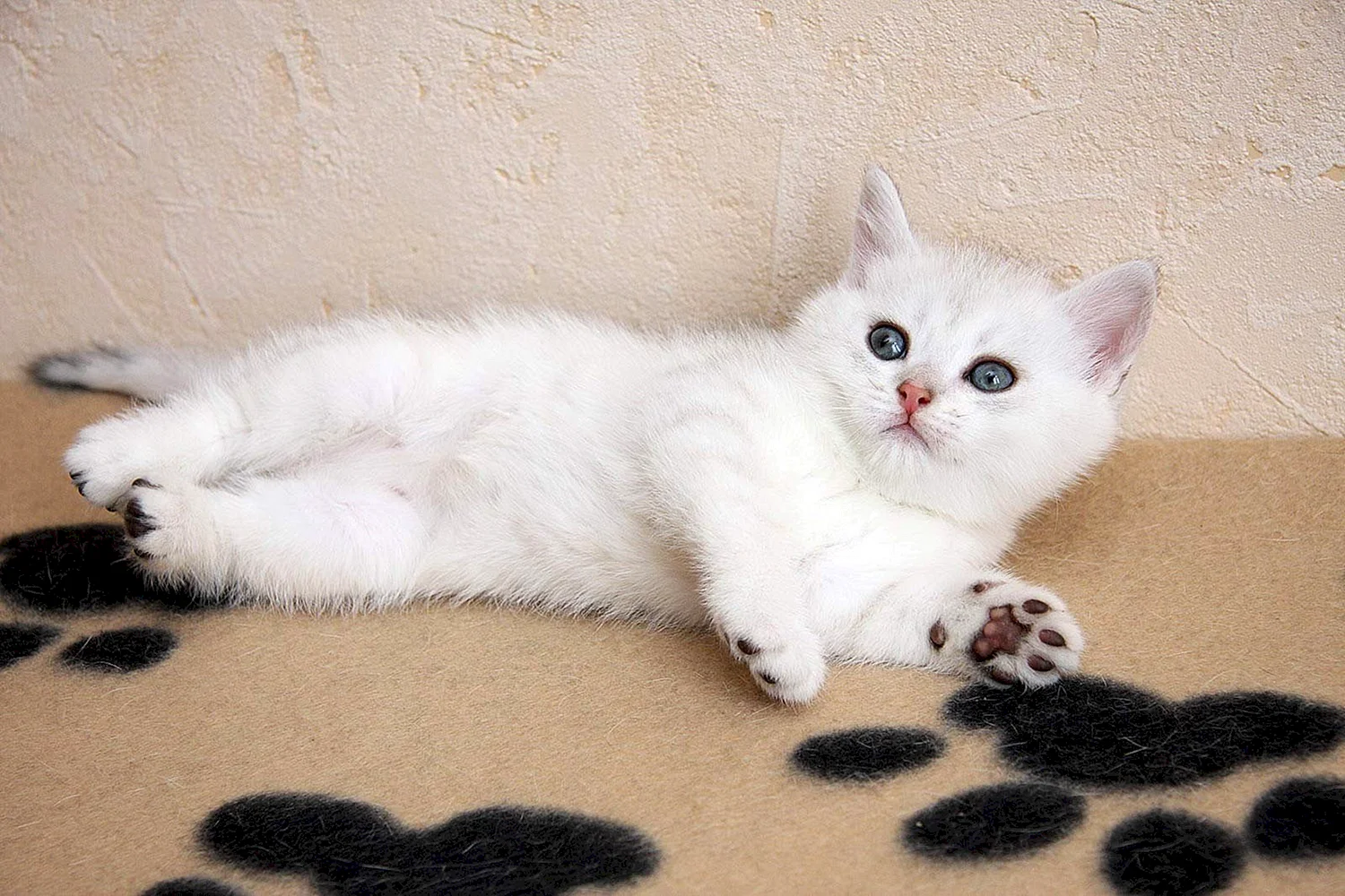 Белый британец котенок