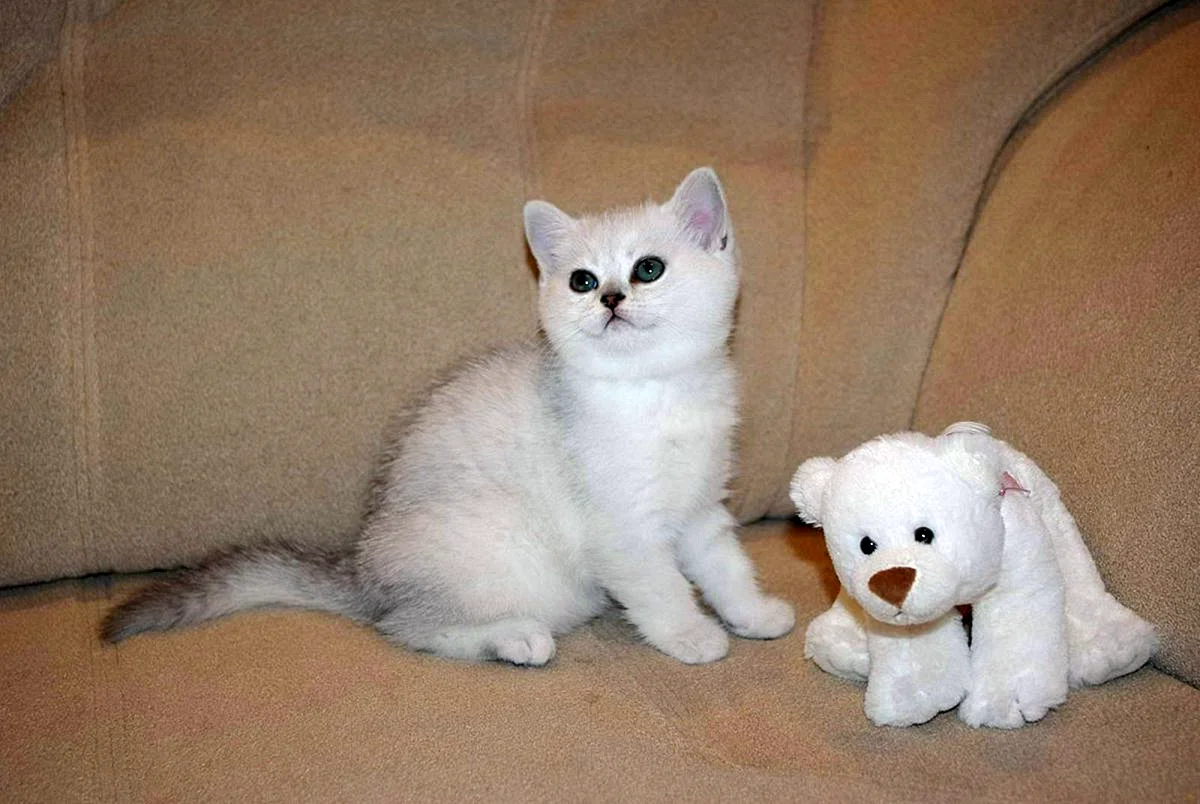 Белый британский котенок 1 месяц