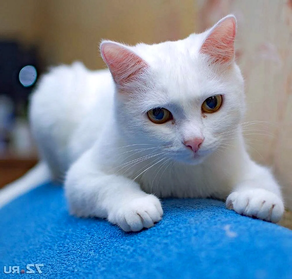 Белый гладкошерстный кот
