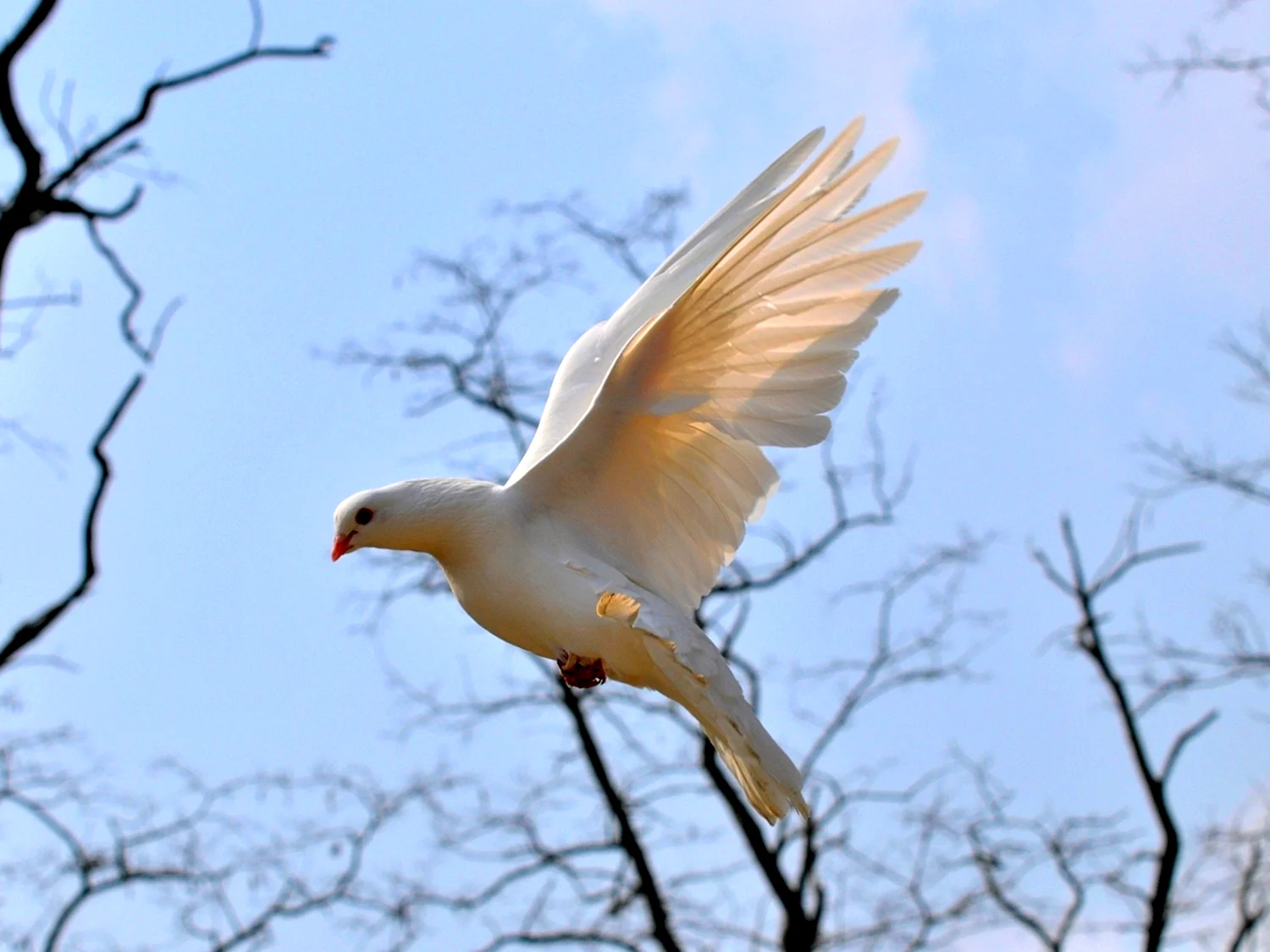 Белый голубь