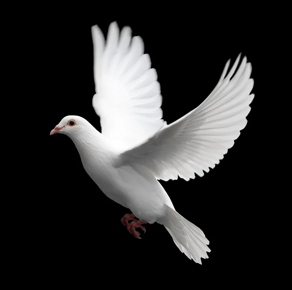 «Белый голубь на руинах» Инь Цзяньлин