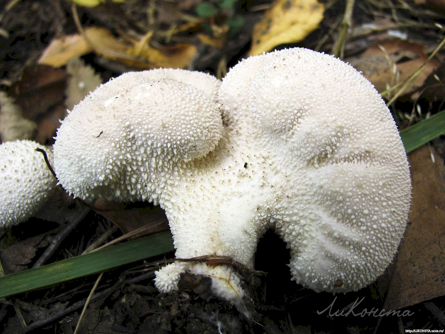 Белый губчатый гриб