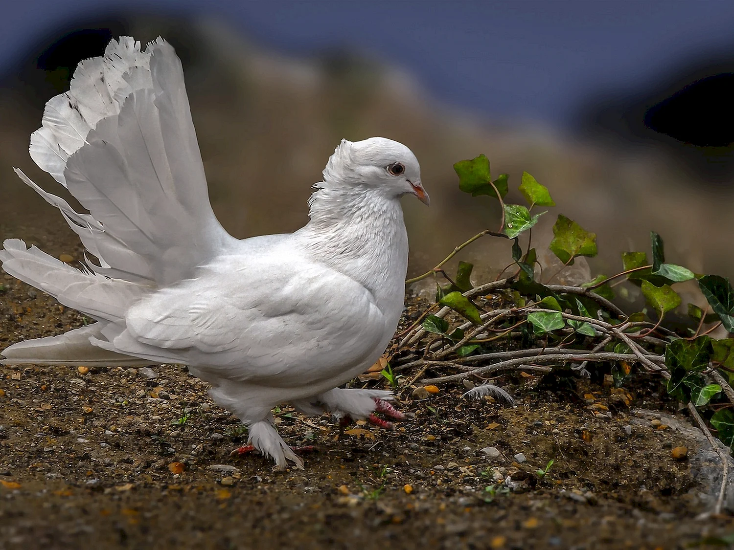 Белый хохлатый голубь