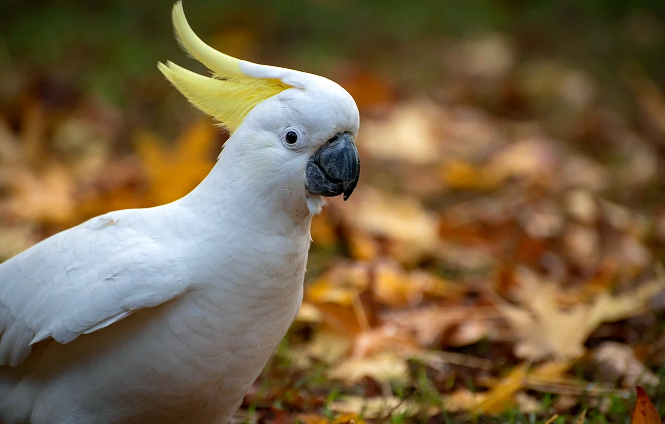 Белый хохлатый попугай