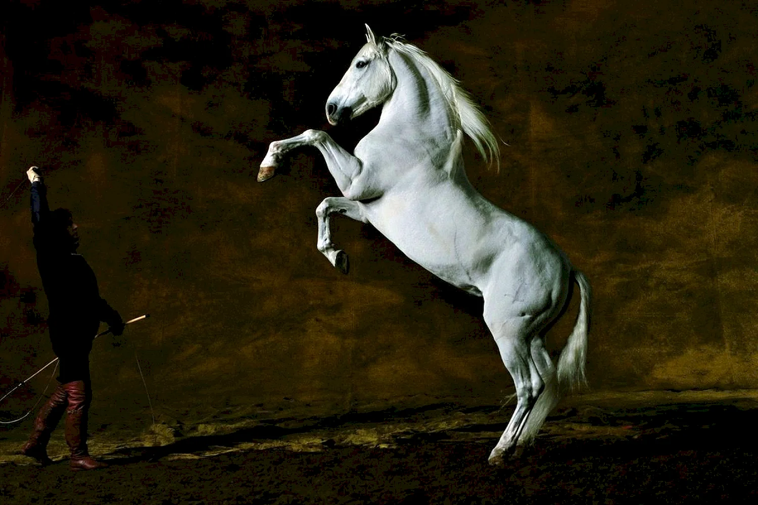 Белый конь на дыбах