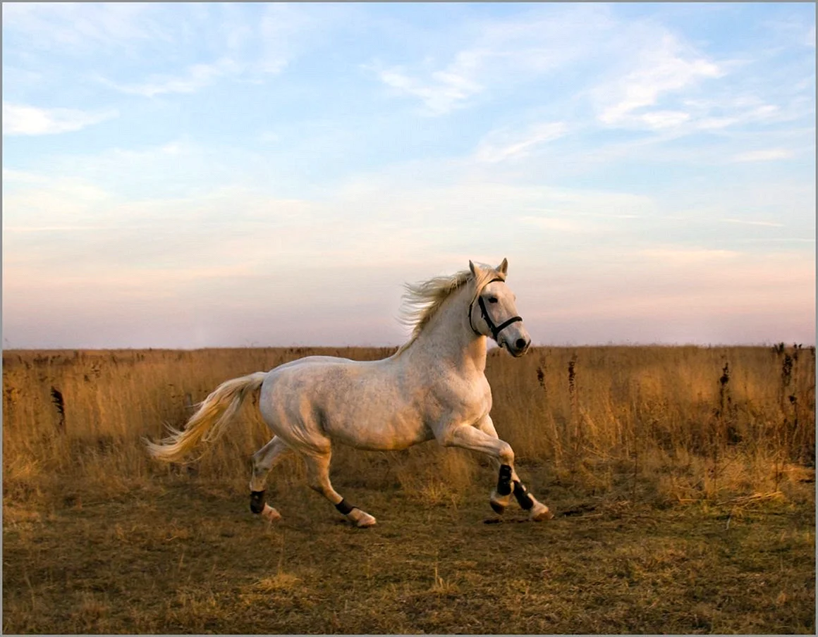 Белый конь в поле