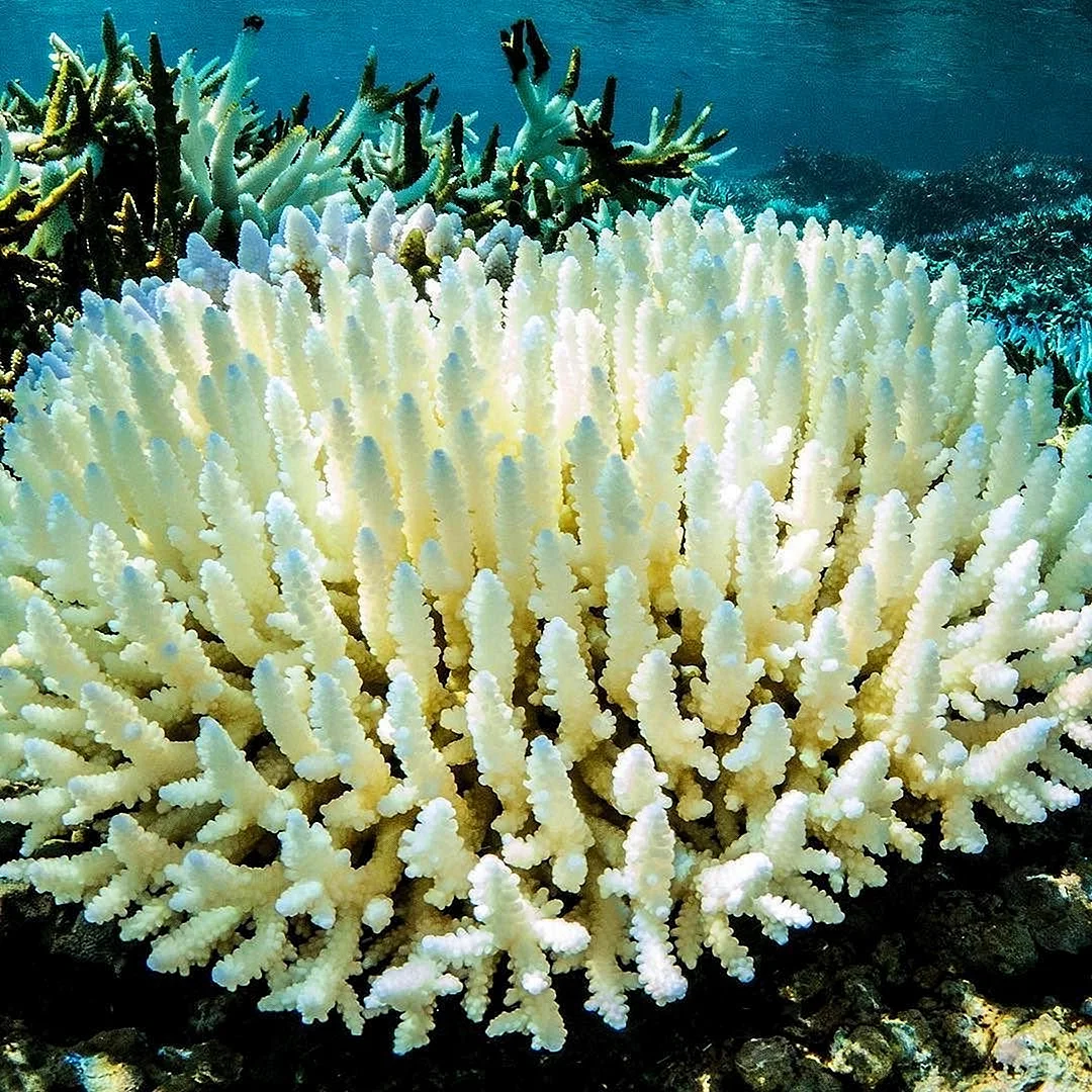 Белый коралл