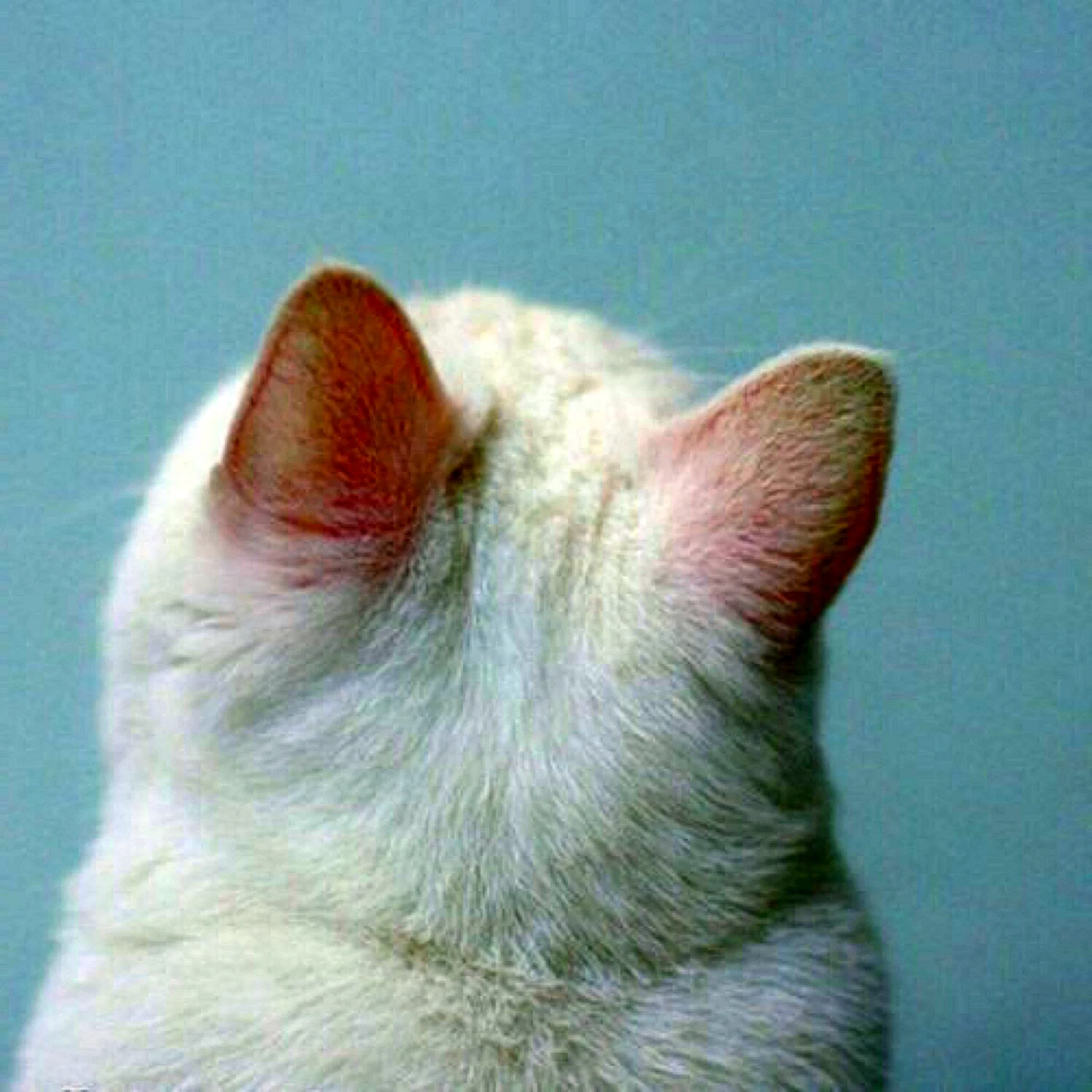Белый кот Эстетика