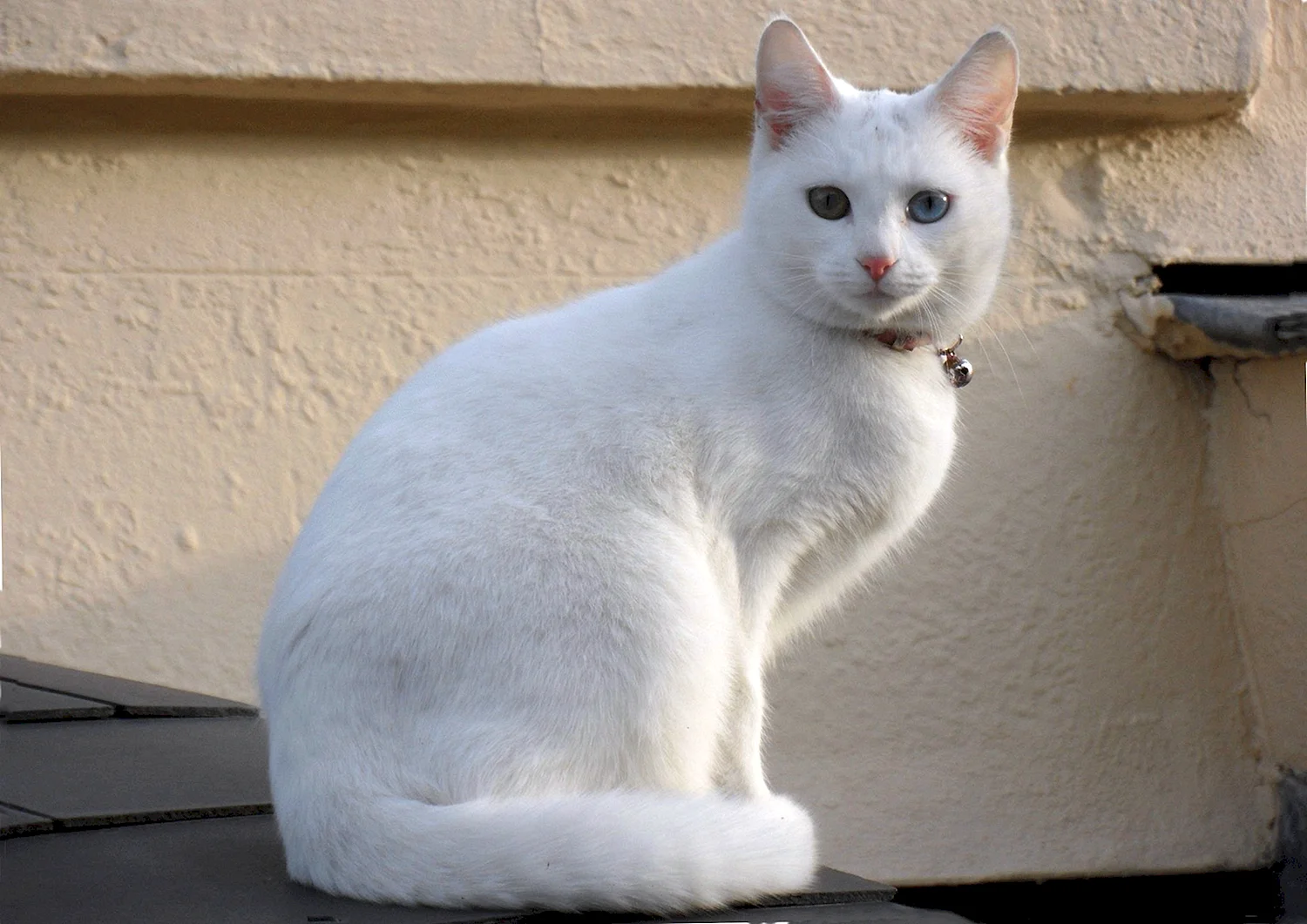 Белый кот короткошерстный