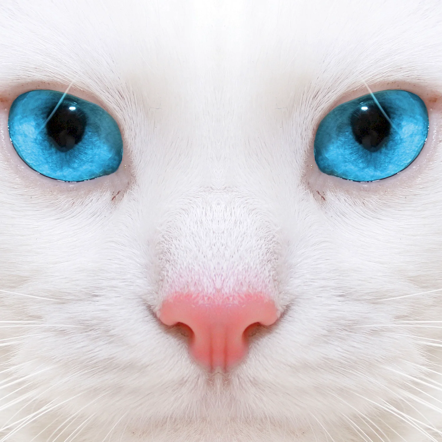 Белый кот мордочка