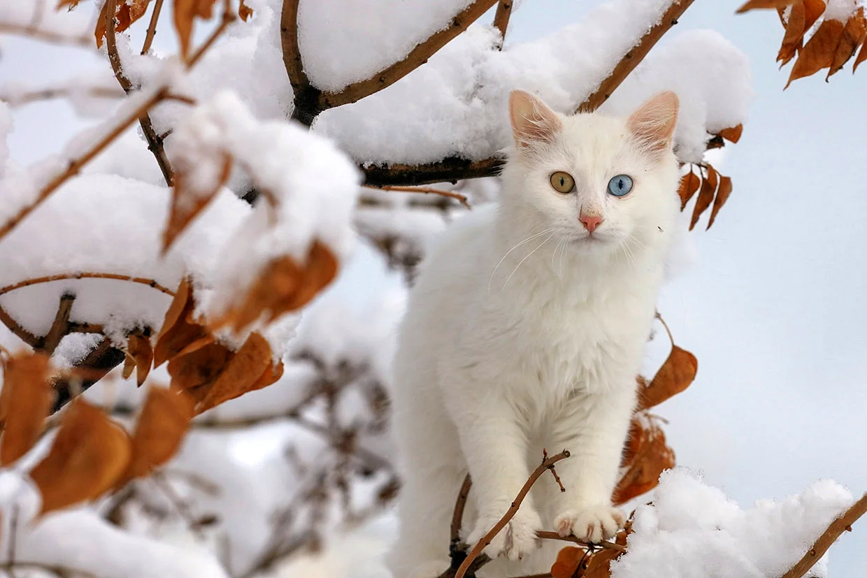Белый кот на снегу
