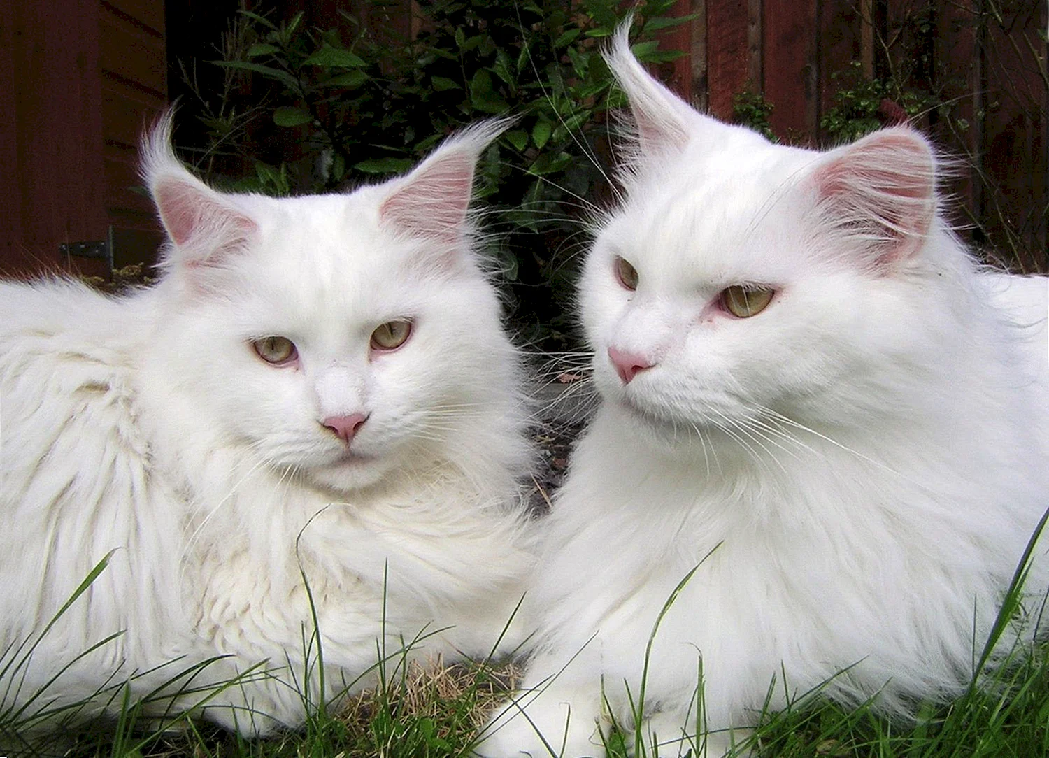 Белый кот порода