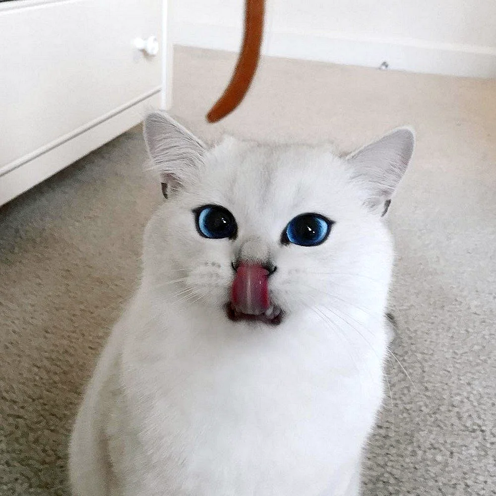 Белый кот порода Коби