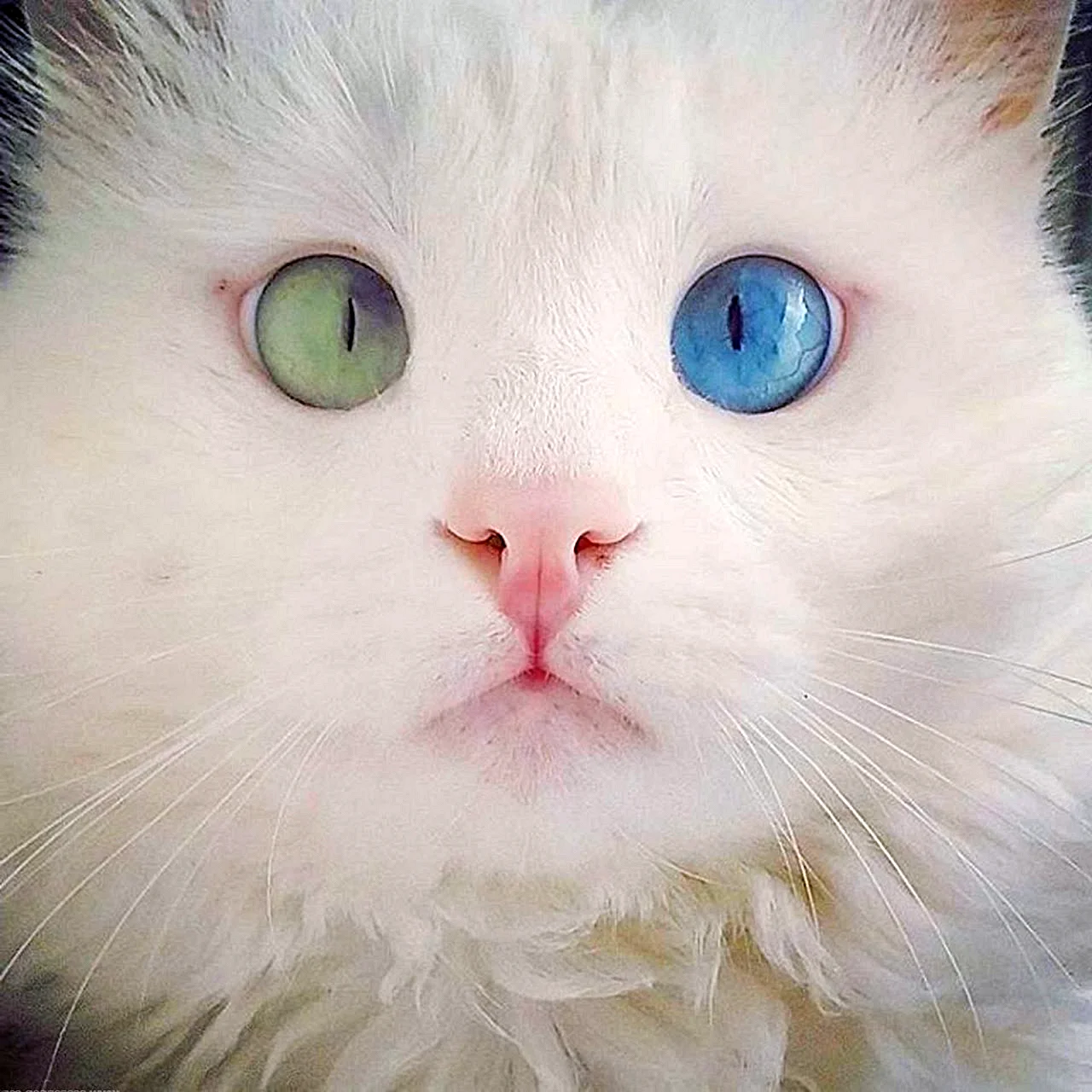 Белый кот с гетерохромией порода