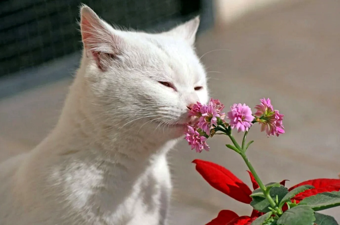 Белый кот с цветами