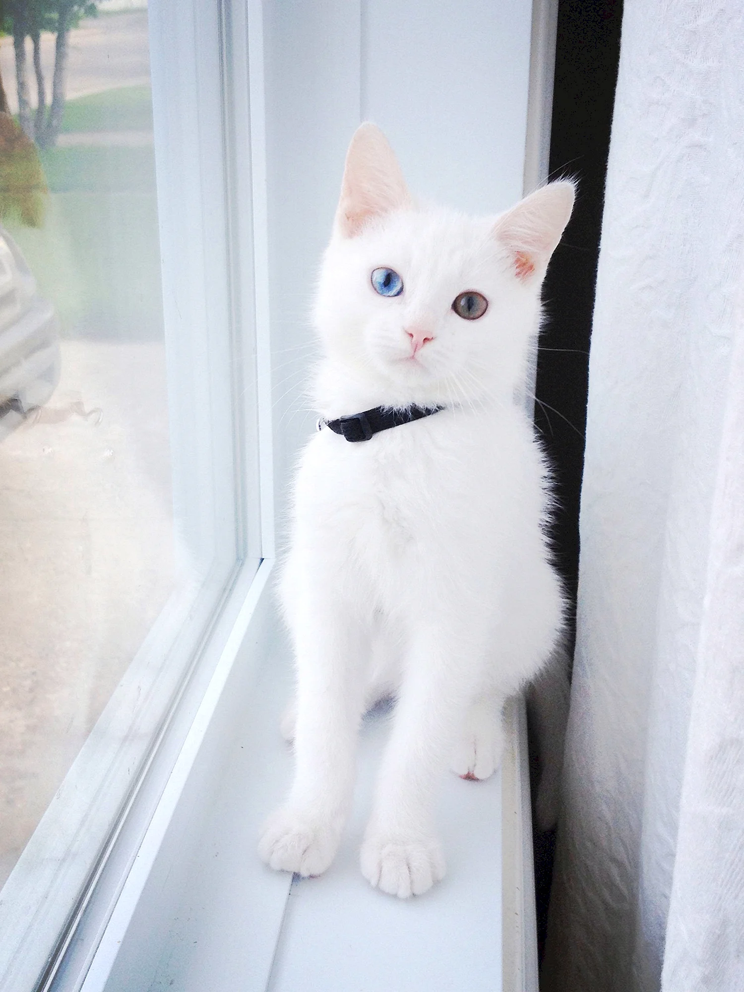 Белый кот в ошейнике