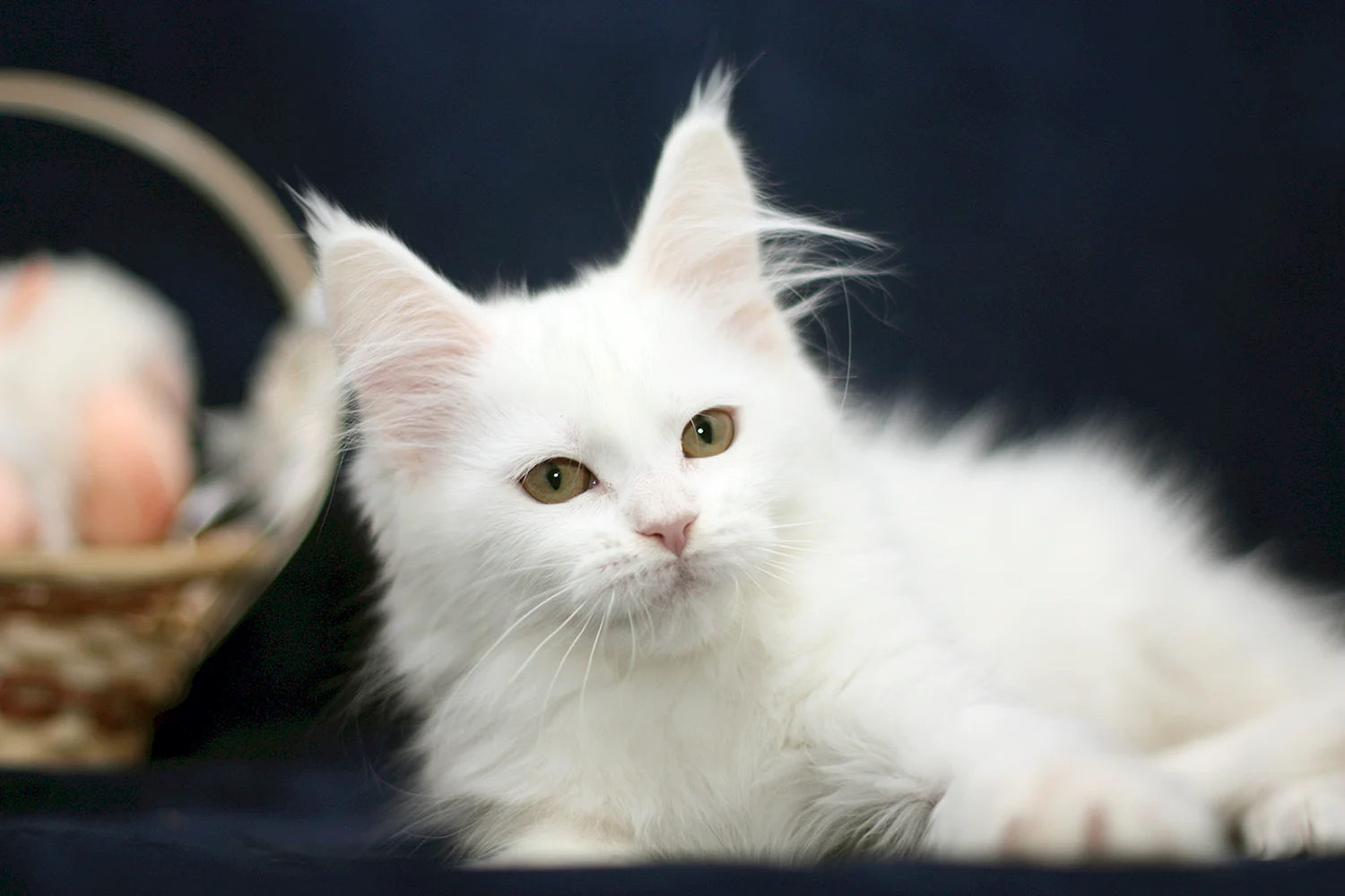 Белый котенок Мейн куна