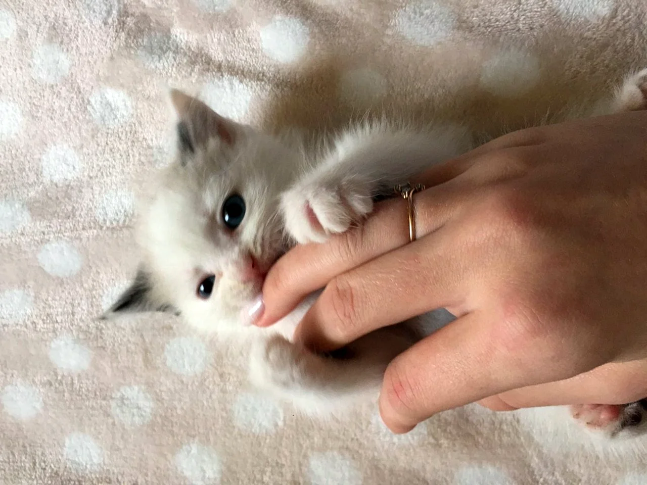 Белый котенок на руках