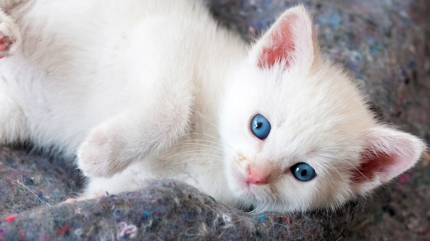 Белый котенок с голубымииглазами