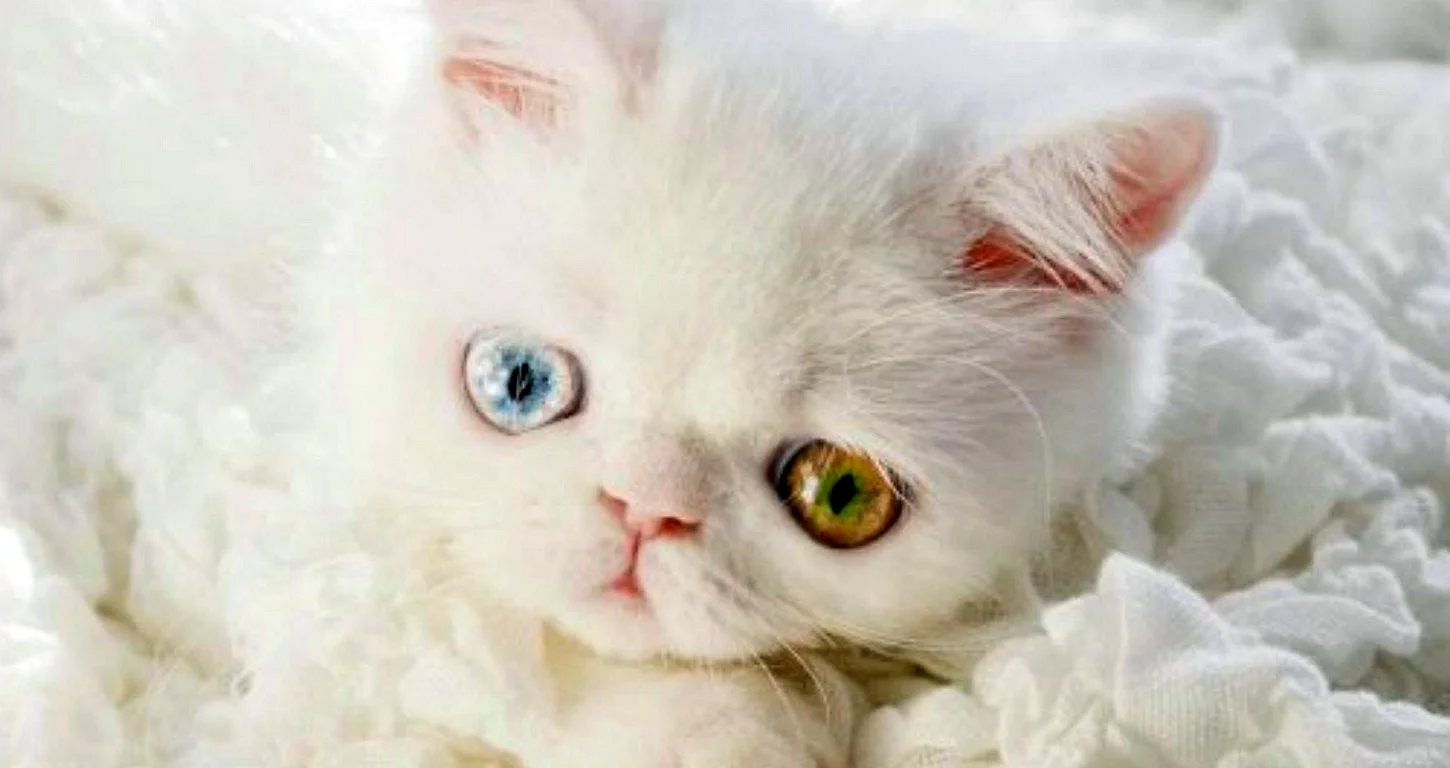 Белый котенок с разноцветными глазами