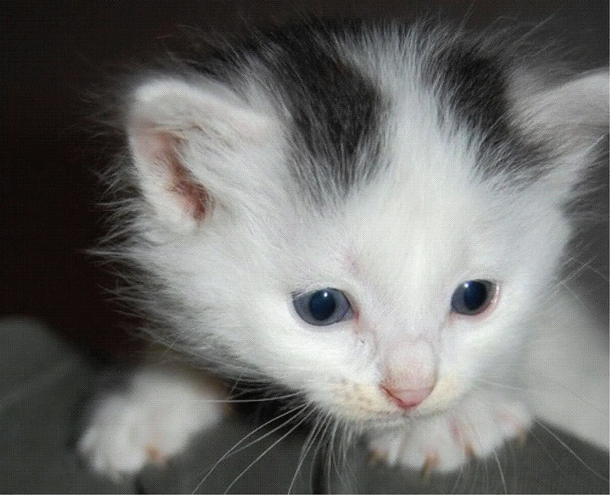 Белый котенок с серыми пятнами