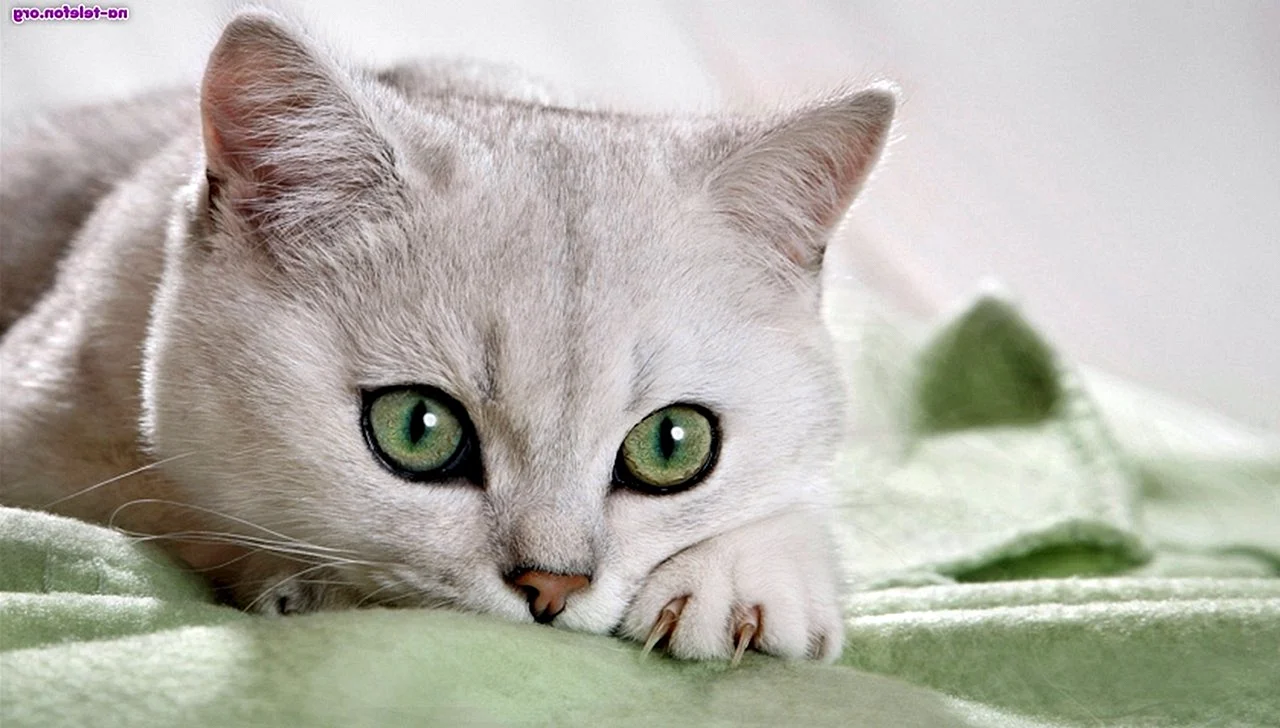 Белый котенок с зелеными глазами