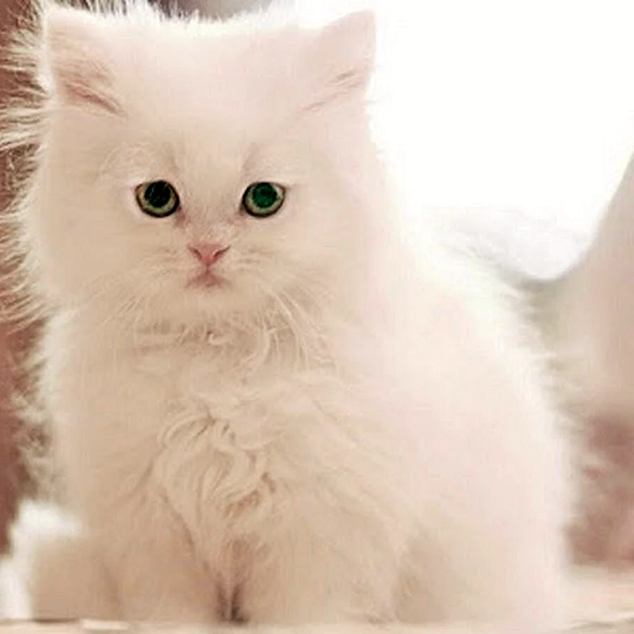 Белый котенок с зелеными глазами