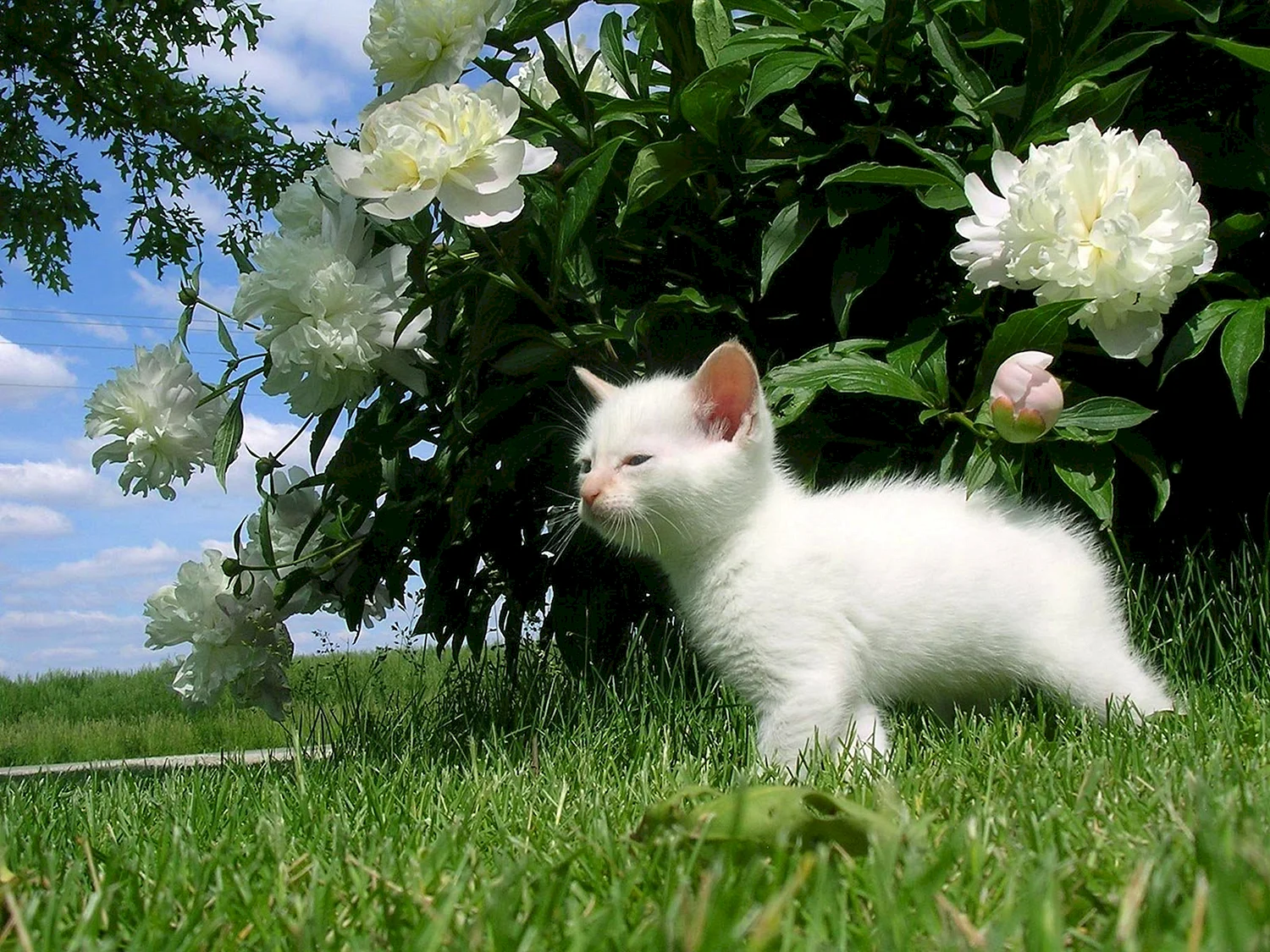 Белый котенок в цветах