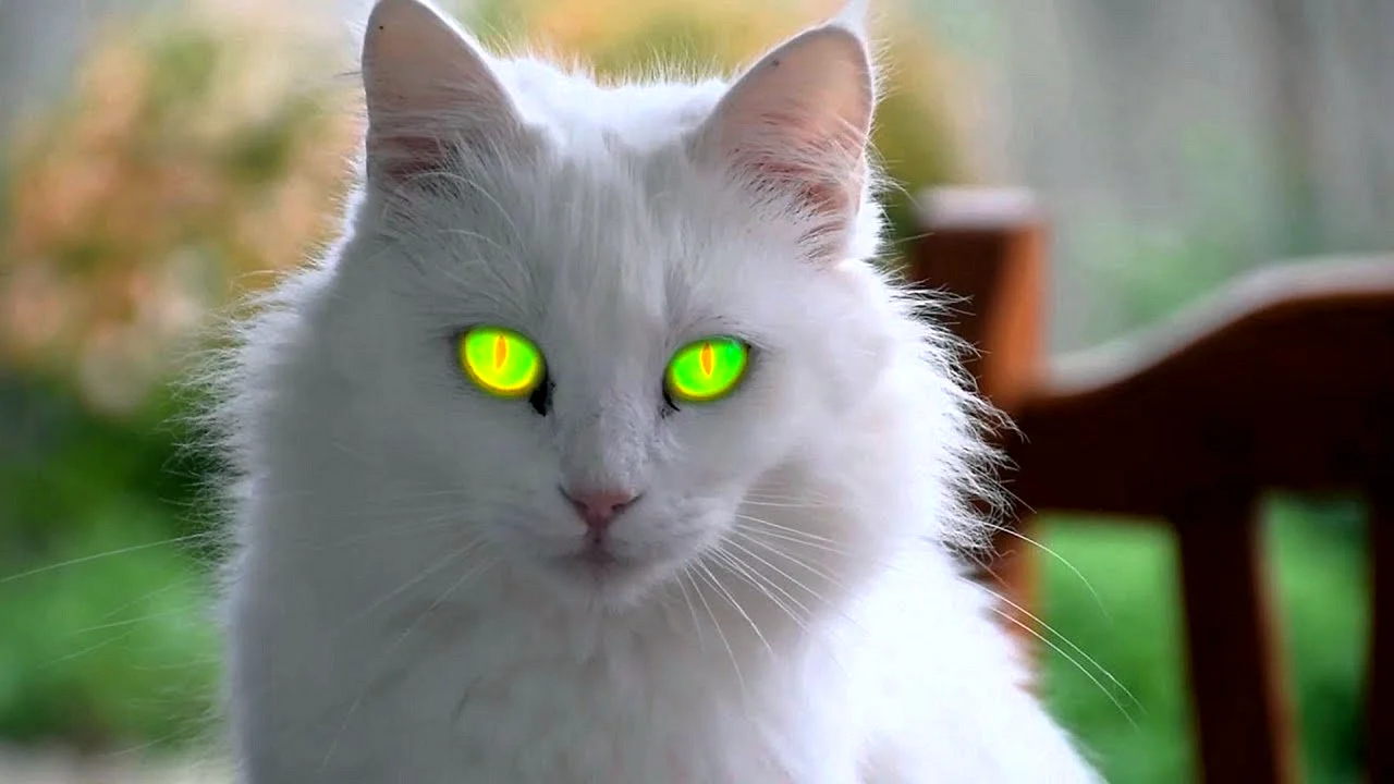 Белый котик с зелеными глазами