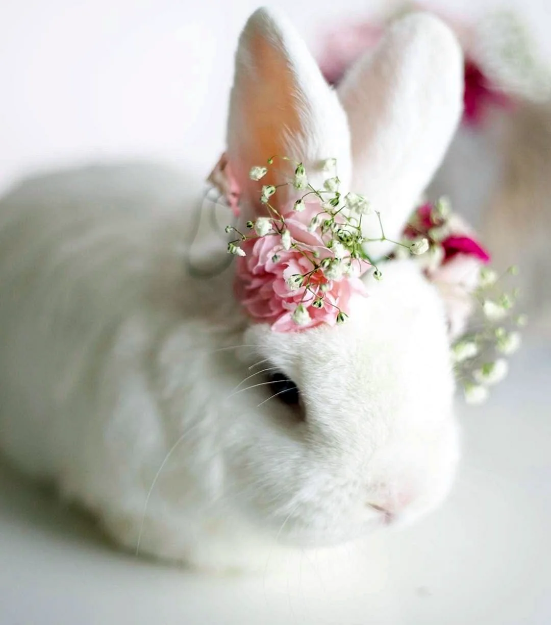 Белый кролик Эстетика