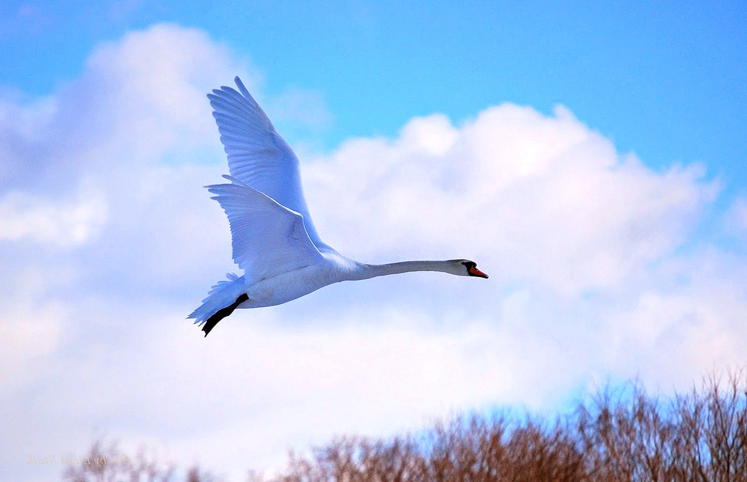 Белый лебедь в небе