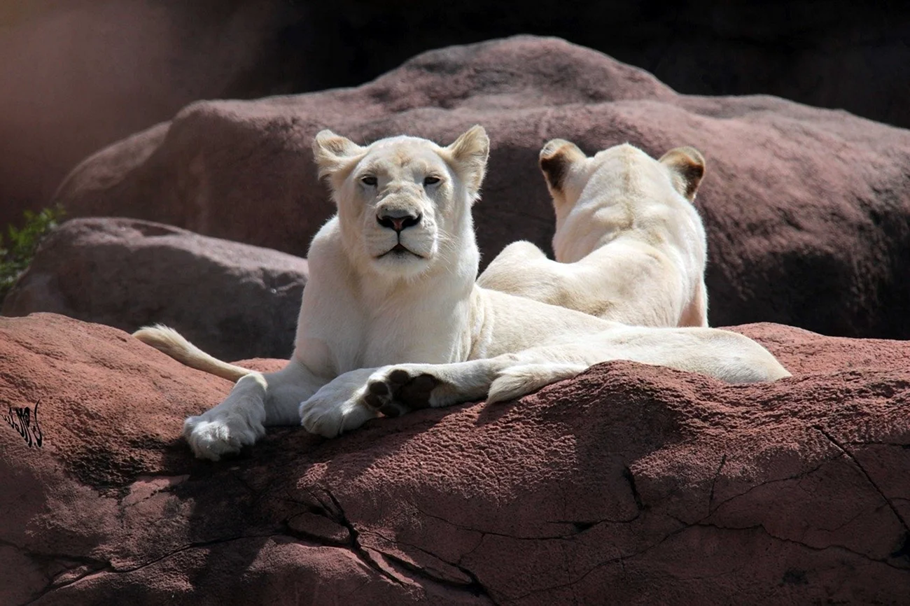 Белый Лев в природе