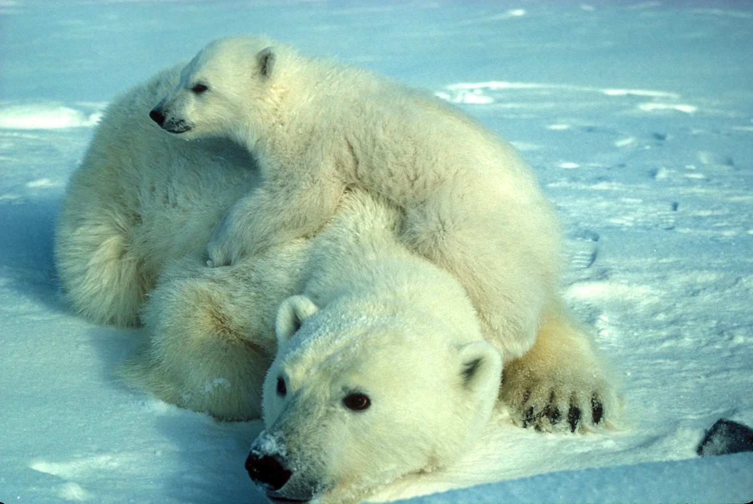 Белый медведь (Карско-Баренцевоморская популяция)
