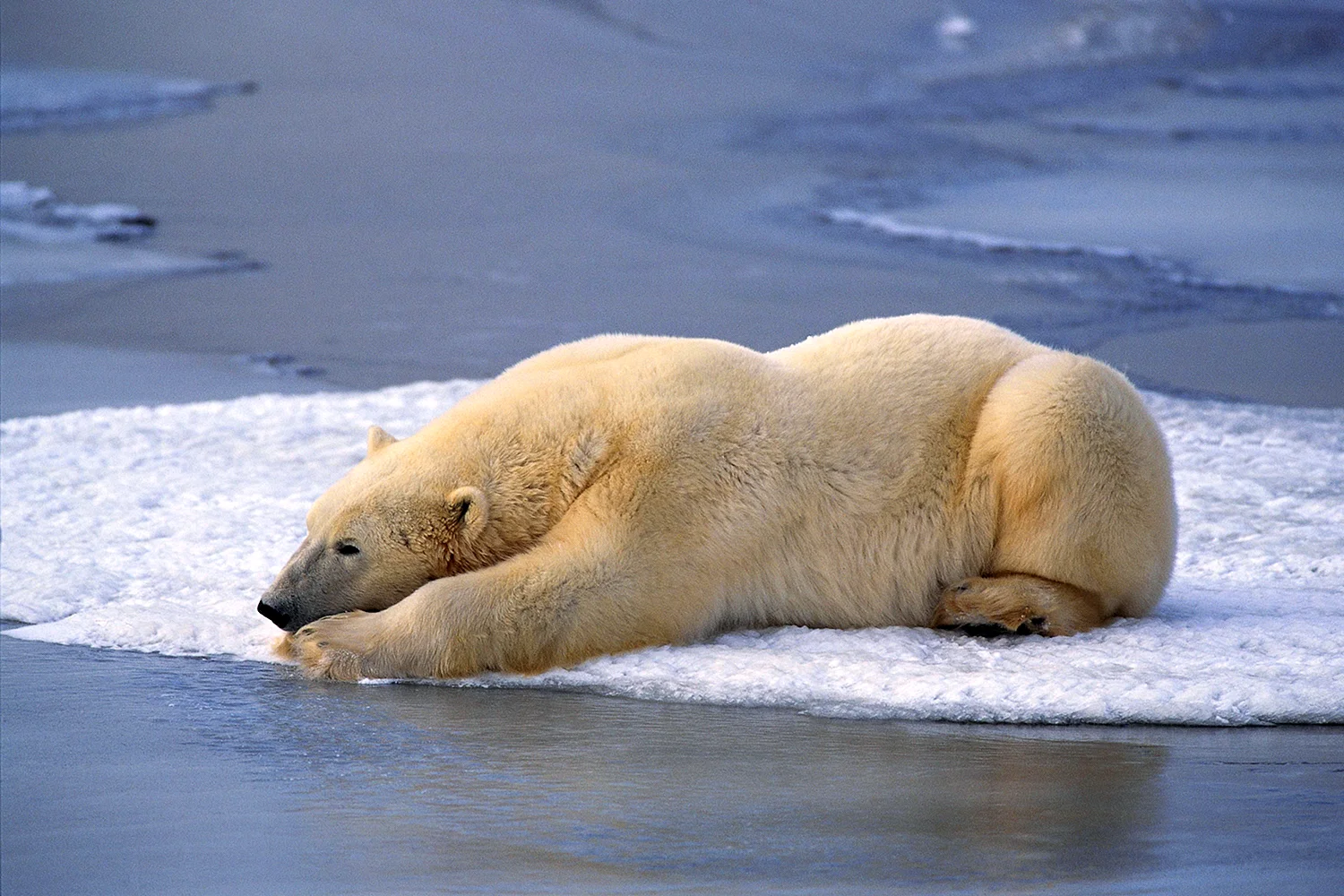 Белый медведь лежит на животе