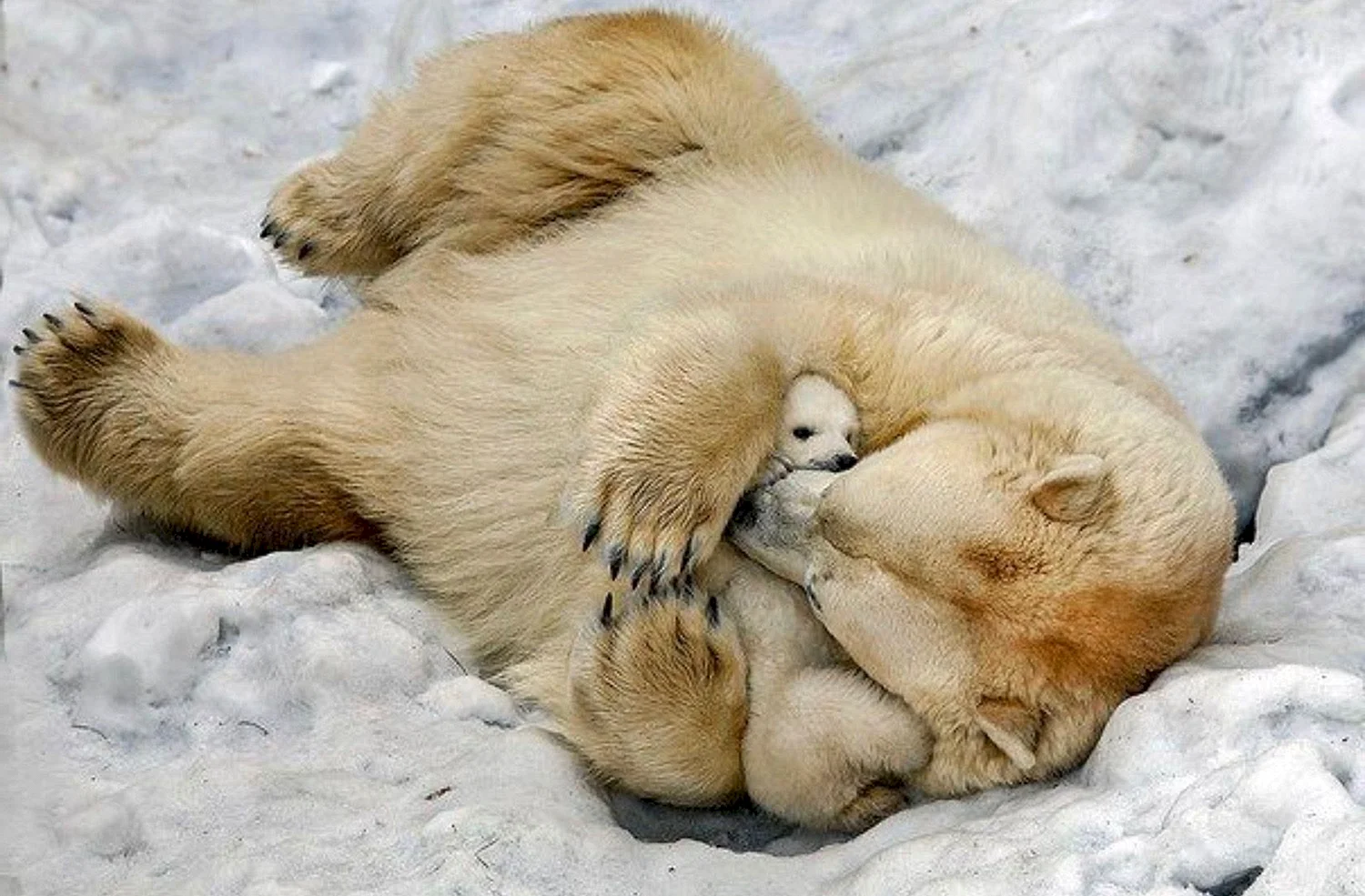 Белый медведь в спячке