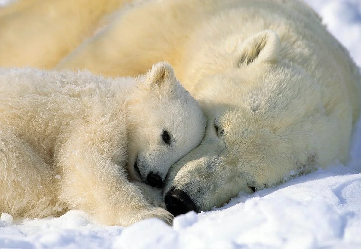 Белый Медвежонок с мамой