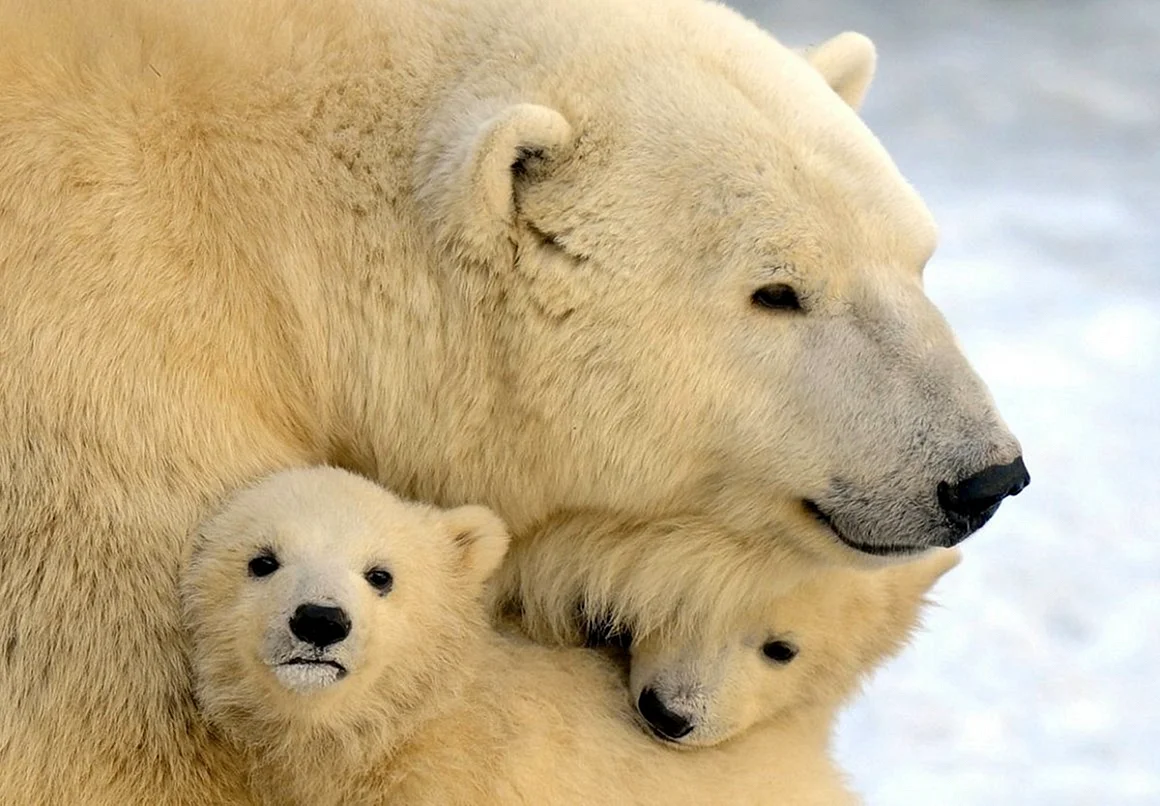 Белый Медвежонок с мамой
