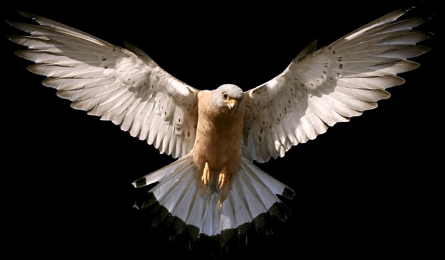 Белый Орел в хорошем качестве птица с крыльями