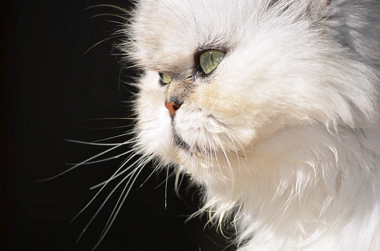 Белый персидский кот