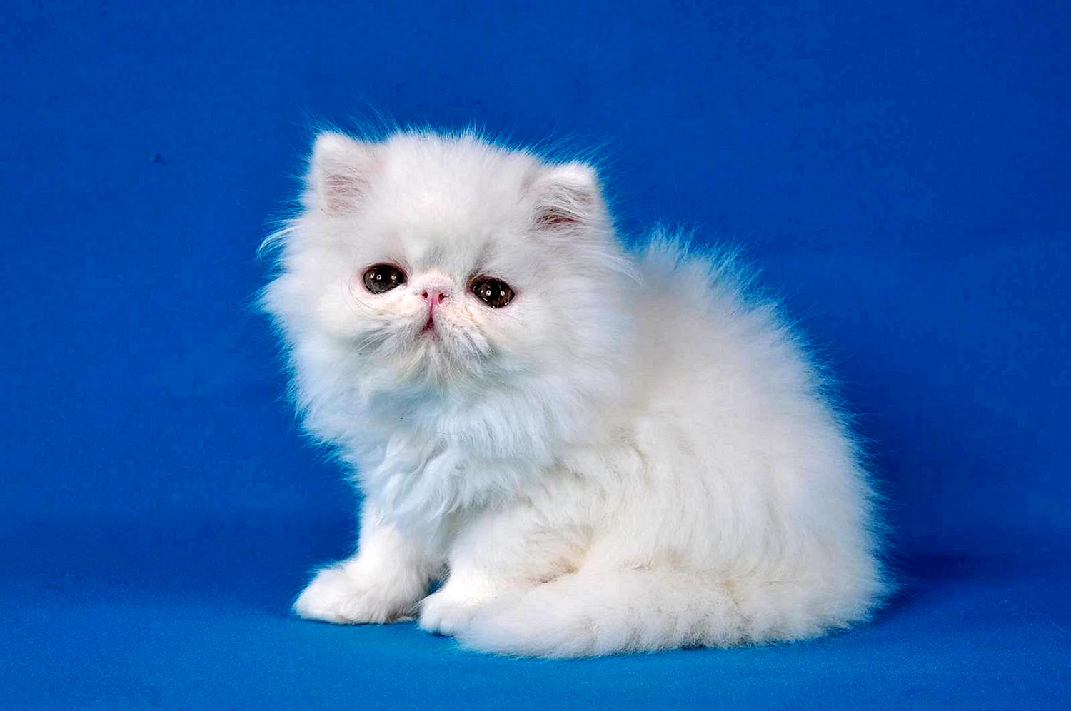Белый персидский кот