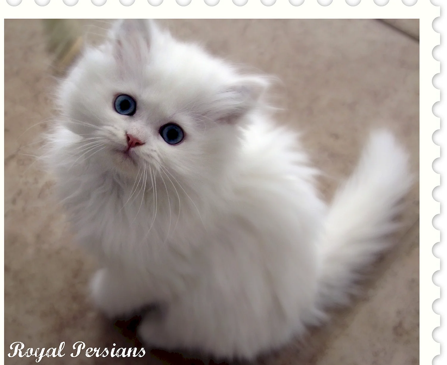 Белый персидский котенок
