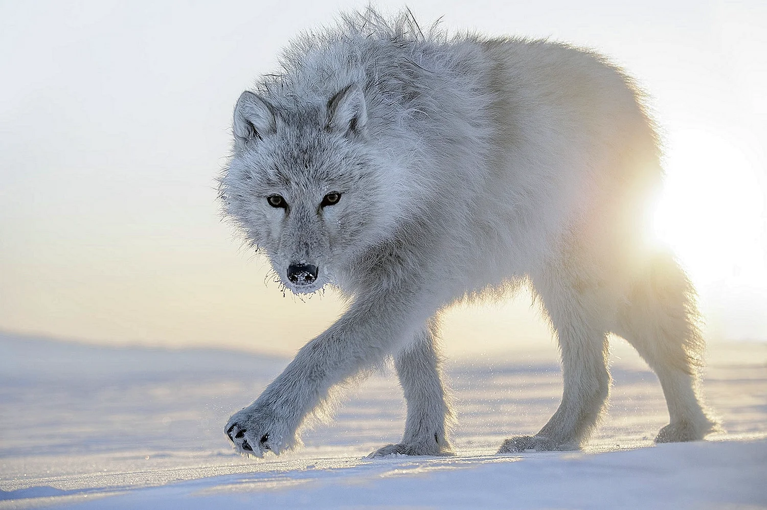 Белый Полярный волк
