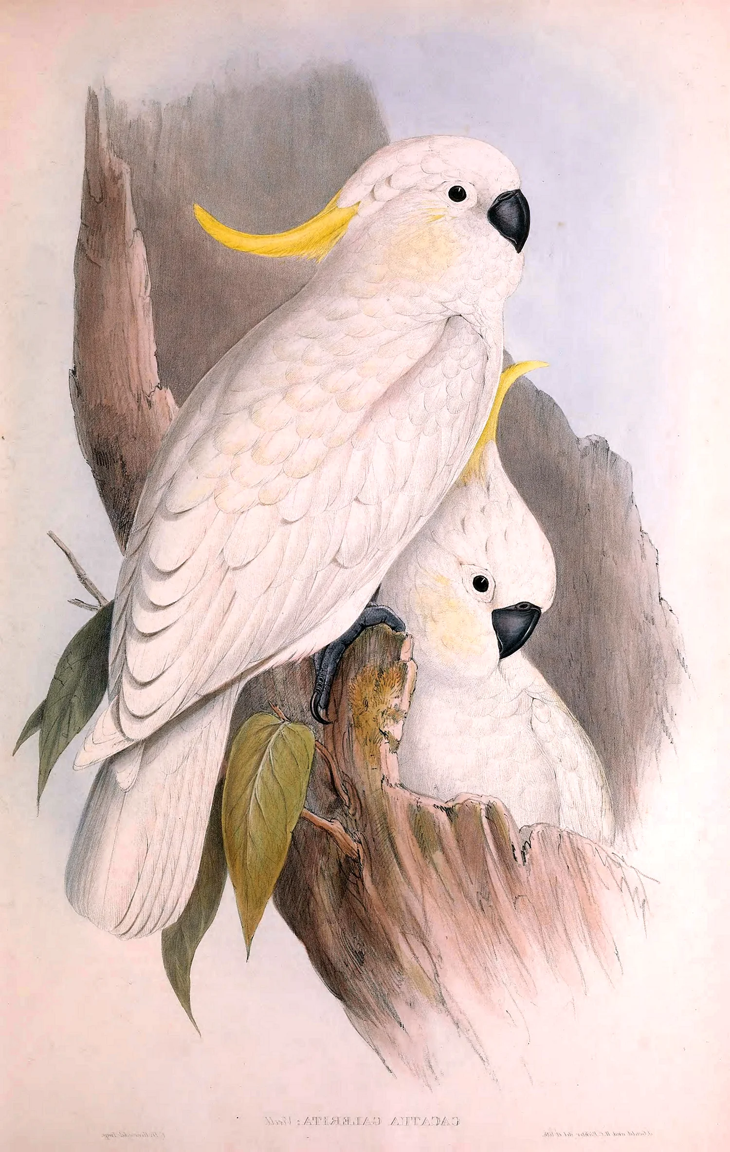 Белый попугай картины