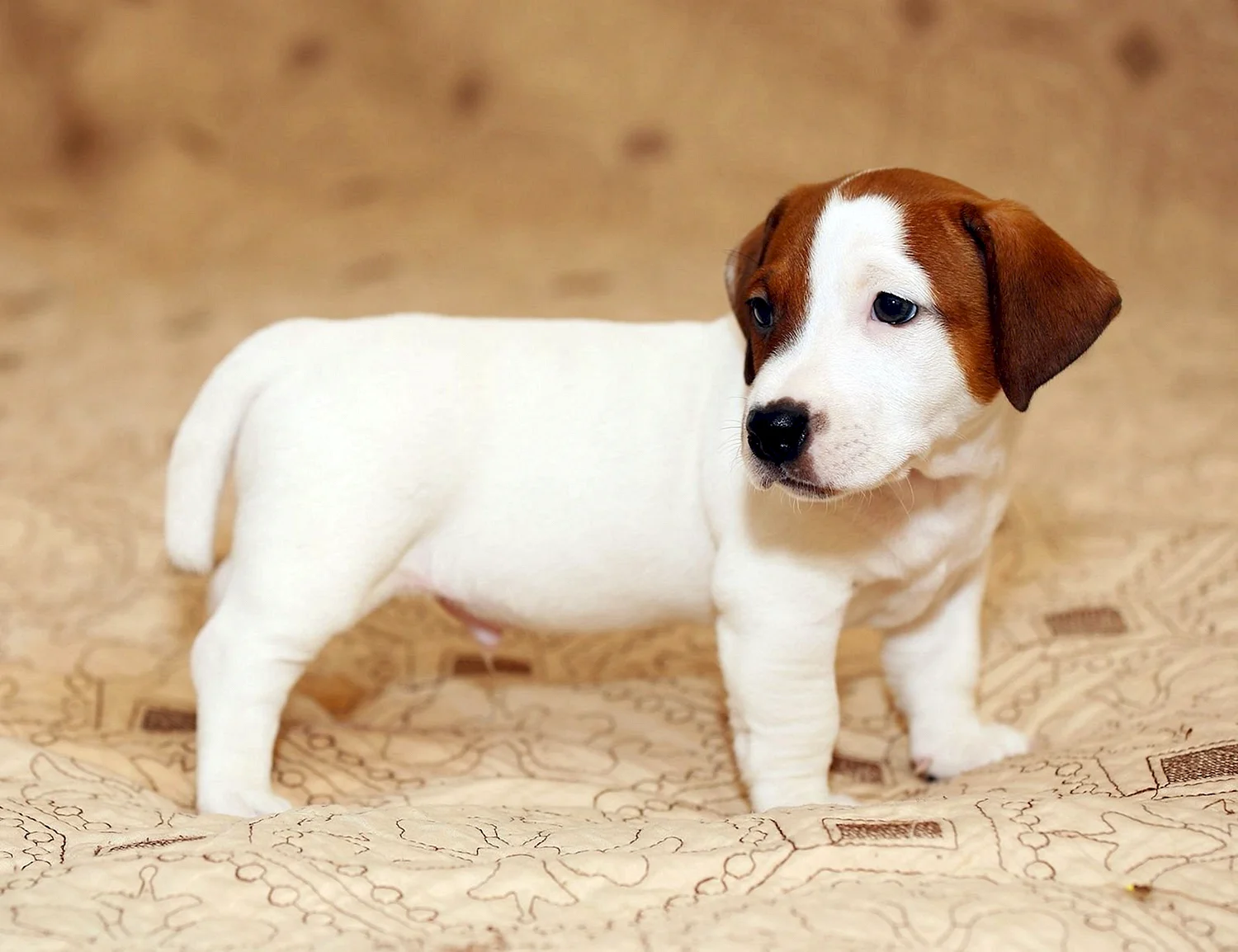 Белый щенок с коричневыми пятнами