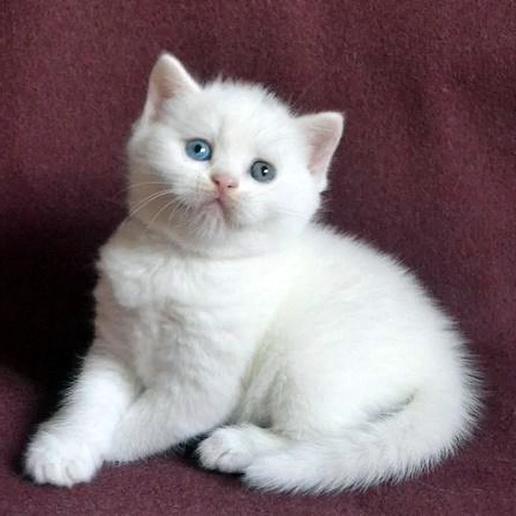 Белый шотландский кот страйт